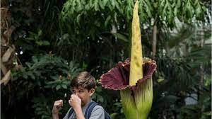 People In California Are Lining Up To See Smell Giant Stinking Corpse Flower Kiro 7 News Seattle