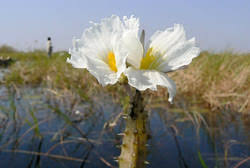 Image result for Ottelia kunenensis