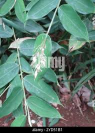 Image result for Olyra latifolia