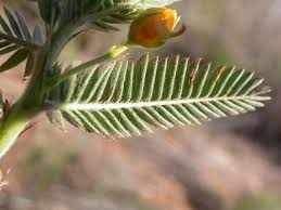 Image result for Chamaecrista biensis