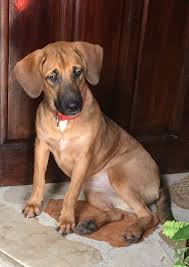 Australian Shepherd Beagle Mix Black And White Giant Our Dog Mix Breed From Belgian Malinois And Beagle Dog Mixes Belgian Malinois Malinois