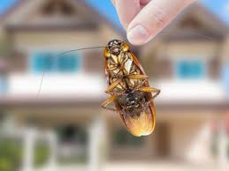 The Benefits Of Pest Control In Dallas Fort Worth Gecko Green
