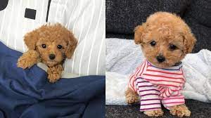 Poodles that are kept as pets may spend their whole lives in a puppy clip, while show poodles sport more formal haircuts. Cute Toy Poodles Mini Poodle Puppies Video Compilation Youtube