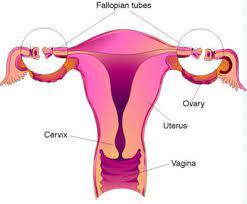 Maybe you would like to learn more about one of these? Tubal Reversal In Sc Tubal Ligation Procedure Coastal Fertility
