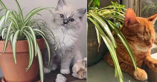For this reason, it's wise to keep them away from your pets. Are Spider Plants Poisonous To Cats Are Spider Plants Toxic