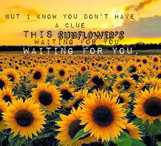 Sierra Burgess Is A Loser Shannon Purser Sunflower Lyrics Quote But I M A S Sierra Burgess Is A Loser Shannon Pu Sunflower Quotes Loser Quotes Funny Songs