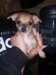 Find chihuahua puppies for sale on pets4you.com. Chihuahua Puppies For Sale Jackson Mi 322336 Petzlover