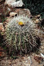 Cacti are technically a flowering plant that belongs to the yet the most important characteristics of a cactus that no other plants possess, is the specialized areola whether it's succulents and houseplants or vegetables and herbs, growing and caring for just about. Subclass Caryophyllidae