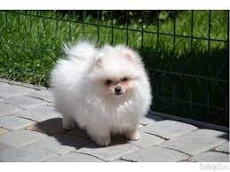 Pomeranian For Sale Near Me Pomeranian For Sale Maryland Pomeranian For Sale Virginia Pomeranian For Sale In Pomeranian Puppy Pomeranian Puppy For Sale Puppies