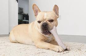 French bulldogs require dental care just like any other dog. French Bulldog Teeth How To Deal With Tartar And Plaque Frenchie World Shop