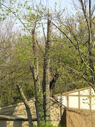 Maybe you would like to learn more about one of these? Graham S Tree Service