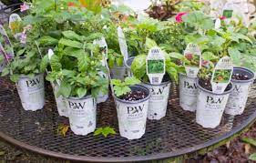 As blooms age, they turn pink. My 2020 Proven Winners Review Kevin Lee Jacobs