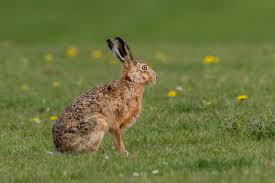 نتیجه جستجوی لغت [hare] در گوگل
