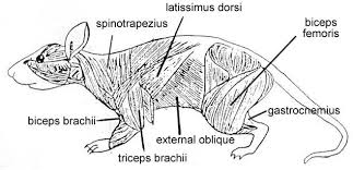 Rat Dissection Internal Rats Dissection Animals