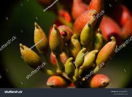 Image result for Erythrina afra