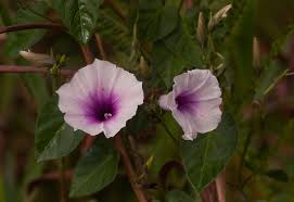 Image result for Ipomoea tenuirostris