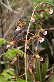 Image result for Eulophia petersii