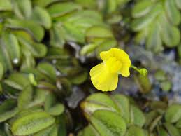 Image result for Utricularia gibba