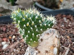 Image result for Austrocylindropuntia