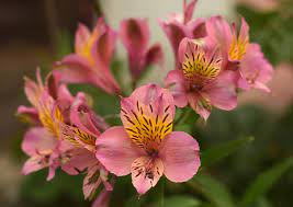 Es una planta fácil de cultivar, esta planta pondrá un gran toque de color. Alstroemeria