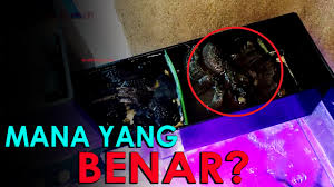 Merawat aquarium dengan membersihkannya secara berkala agar aquarium tetap bersih dan tidak amis adalah kunci sukses mendapatkan keindahan aquarium di rumah sekaligus memiliki ikan yang sehat dan indah. Inilah Urutan Yang Baik Dan Benar Media Filter Pada Aquarium Ikan Hias Mas Koki 100