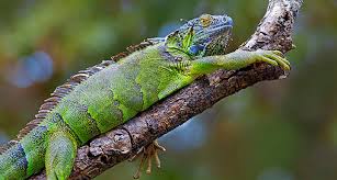 The green iguana, scientific name iguana iguana, continues to remain one of the most popular pet lizards in this country today. Green Iguana Facts The Pet Lizard