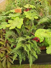 Image result for Polystichum sinense