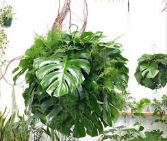 10 Garden Ideas To Steal From Australia Gardenista Hanging Plants Outdoor Hanging Plants Diy Hanging Plants