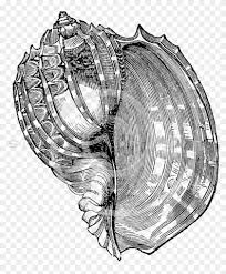 This is an easy pencil sketch drawing. Sea Shell Drawing Hd Png Download 806x934 1359344 Pngfind