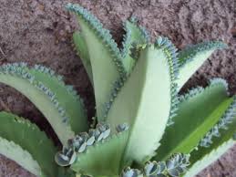 Kalanchoe Diagremontiana Aka Mother Of Thousands Super Easy Plant Sale Plants Unique Plants