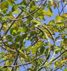 Image result for Heinsia zanzibarica