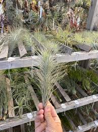 Image result for Heteromorpha