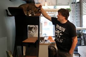 Feline Fine At New York S Cat Cafes Wsj