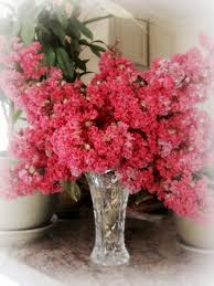 Crepe Myrtle In Vase That Was Easy Crepe Myrtle Pink Crepe Myrtle Myrtle Tree