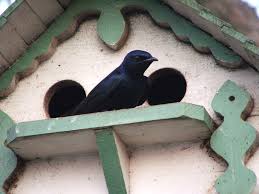 This is because they actually prefer to see human activity around their site. Purple Martin House Plans How To Build A Purple Martin House