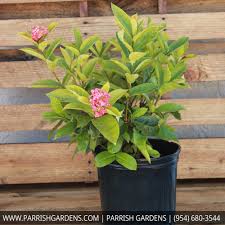 Image result for Ixora nana