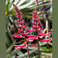 Image result for Polycarpaea eriantha