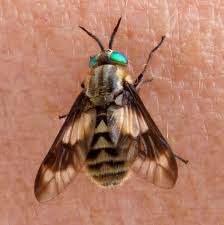 Picture of a deer fly. Twin Lobed Deerfly Naturespot