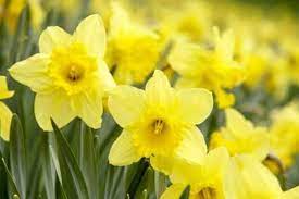 Climate Locations That Daffodils Can Grow In Daffodil Flower Yellow Flower Photos Daffodils