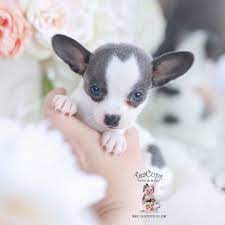 Teacup Chihuahua Blue Insects Teacup Chihuahua Teacup Chihuahua Puppies Blue Chihuahua