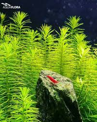 On The Top Of The World Aquaflora Aquascaping Planted Aquarium Aquatic Plant Freshwater Aquascape Planted Aquarium Indoor Water Garden Aquatic Plants