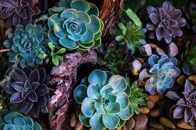 A succulent is any plant that has a thick, fleshy water storage capability. Purple Succulents 1080p 2k 4k 5k Hd Wallpapers Free Download Wallpaper Flare
