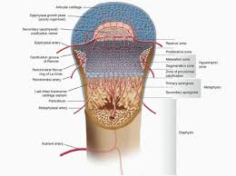 Image result for Growth Plate
