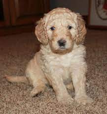 Avery Labradoodle Puppy 665106 Puppyspot Labradoodle Labradoodle Puppy Labradoodle Puppies For Sale