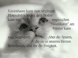 Tierschutz Aktiv Friesland Spruche Zitate Weisheiten Co Lustige Katzen Katzen Spruche Katze