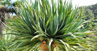 This is our promo video outlines our services. Dracaena Draco Care Details On Growing The Dragon Tree Plant
