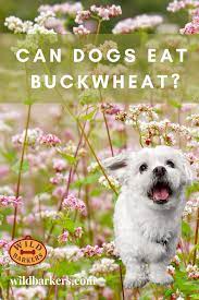Can Dogs Eat Buckwheat Safe Or Toxic Can Dogs Eat Dog Eating Buckwheat