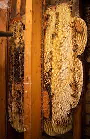 Black diamond pest control is located in hendersonville city of tennessee state. Honeybees Moved From Louisville Building
