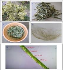 Image result for Cyphostemma heterotrichum