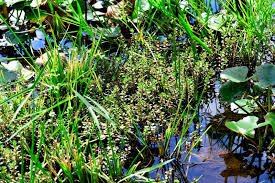 Image result for Rotala gossweileri